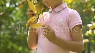 好奇的小男孩透过放大镜观察树叶，学习大自然
